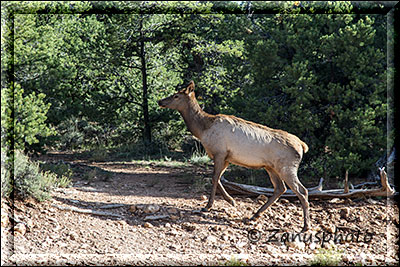 Reh im Wald an der Eisenbahnstrecke des Grand Canyon