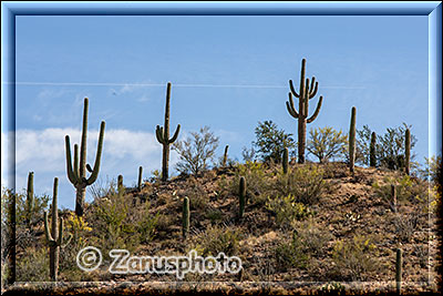 Organ Pipe Kaktuswald mit jungen, ohne Seitenarme, und älteren Kakteen auf einem Berghügel