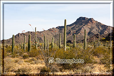 Im Organ Pipe Park finden wir auch ettliche Kakteen die noch kurze Arme haben