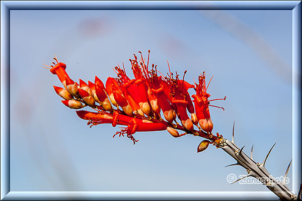 Blühender Occotillo Kaktus im Organ Pipe Park