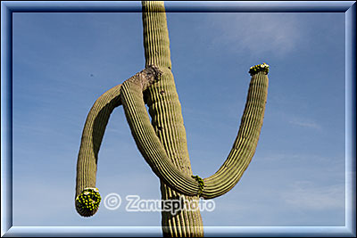 Blüten an einem Saguaro Kaktus im Organ Pipe National Park