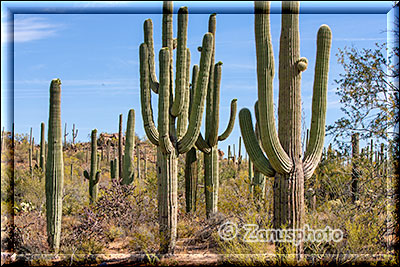 Ein Organ Pipe Saguarowald in unterschiedlichen Jahrgängen