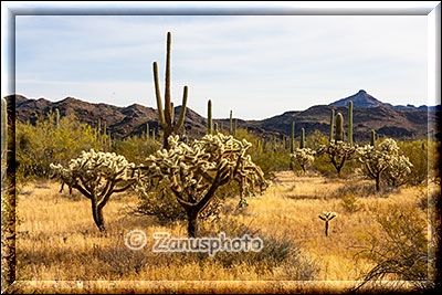 Der Organ Pipe Park zeigt uns verschiedene Kakteengruppen