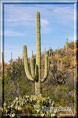 Dicke Saguaros stehen zum greifen nah vor uns im Organ Pipe Park
