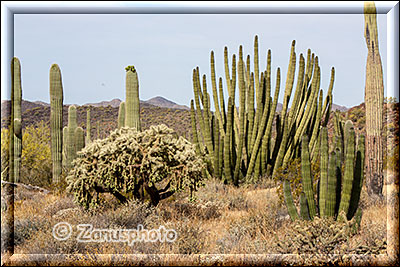 Drei Kakteenansichten zeigen sich im Organ Pipe Park