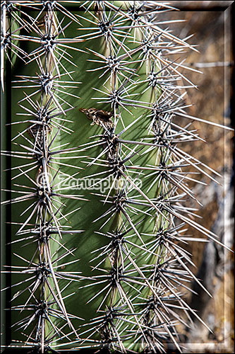 Ein stachliger Geselle ganz nah im Organ Pipe Park