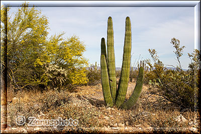 Organ Pipe Kakteen im Park