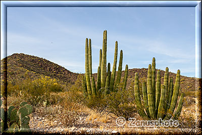 Zwei Orgelpfeiffen Kakteen in der Kaktus Wüste