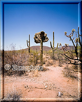 Ein durch starken Frost mutierter Saguaro steht einsam im Süden des Organ Pipe Park