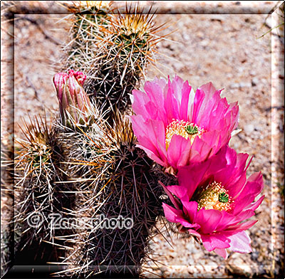 Auch im Organ Pipe National Park gibt es Strawberry Kakteen zu sehen