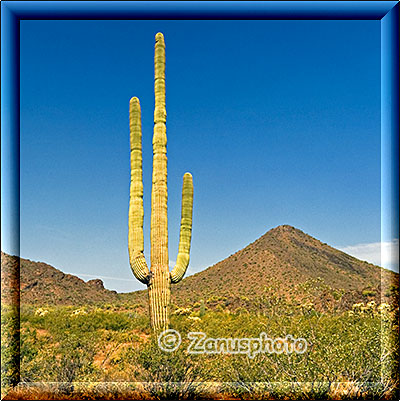 Einsam im Organ Pipe stehender Saguaro Kaktus