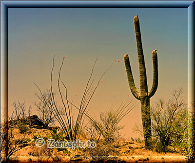 Zwischen kleineren Kakteen hat sich ein inzwischen alter Saguaro angesiedelt