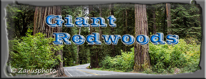 Giant Redwoods Titelbild der Webseite Giant Redwoods