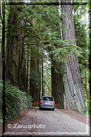 Giant Redwood Ansicht nahe Crescent City