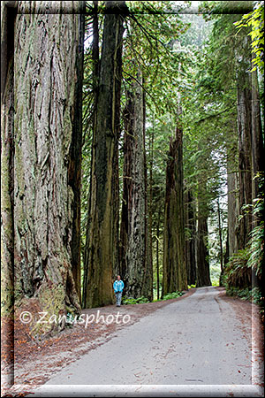 Giant Redwood Ansicht nahe Crescent City