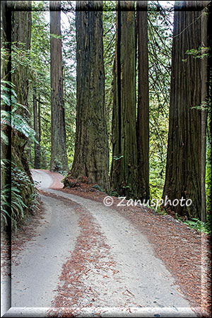 Giant Redwood Ansicht nahe Crescent City