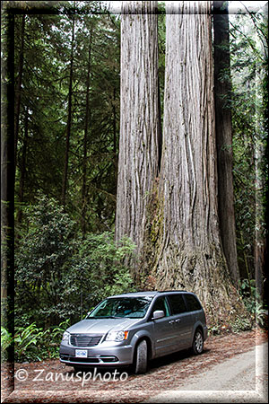 Giant Redwood Ansicht nahe Crescent City