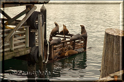 Monterey, mit Bay Aquarium und Cannery Row