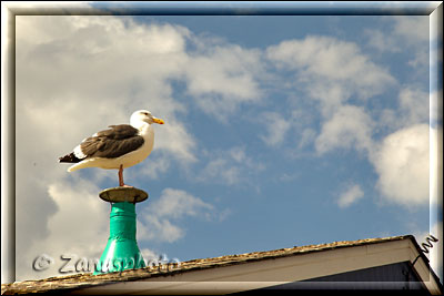 Monterey, mit Blick zum Himmel sehen wir diese Moeve am Dach sitzen