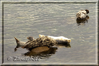 Monterey, mit Bay Aquarium und Cannery Row