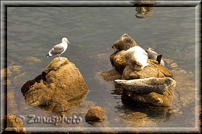 Monterey, mit Bay Aquarium und Cannery Row