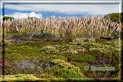 Pebble Beach, wir finden hier Schilfwedel