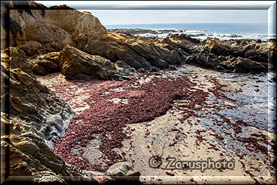 Pebble Beach, ganz nahe der Wasserlinie schauen wir nach Tefonis finden aber keine