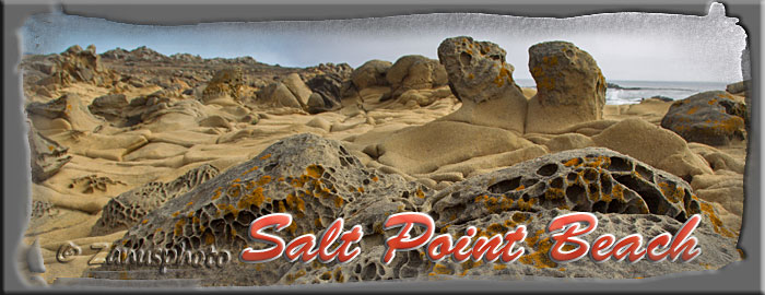 Salt Point State Park Salt Point State Park, Titelbild zur Webseite