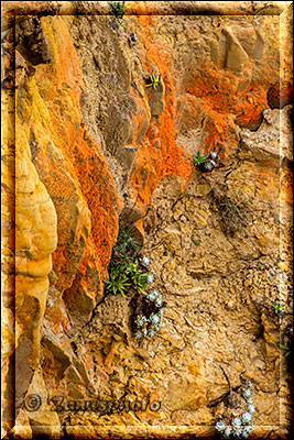 Salt Point State Park, Farben an der Wand und Gewächse zeigen sich hier