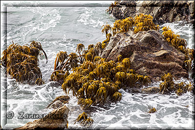 Salt Point State Park, wieder im Pacificwasser sehen wir einige Kelbpflanzen im Wasser tanzen