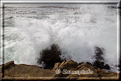 Salt Point State Park, gerade beginnt die Tide wieder zu steigen