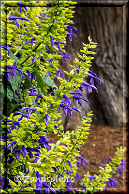 San Francisco 3, Palace of Fine Art, auch im Herbst zeigen sich noch Blüten an den Pflanzen