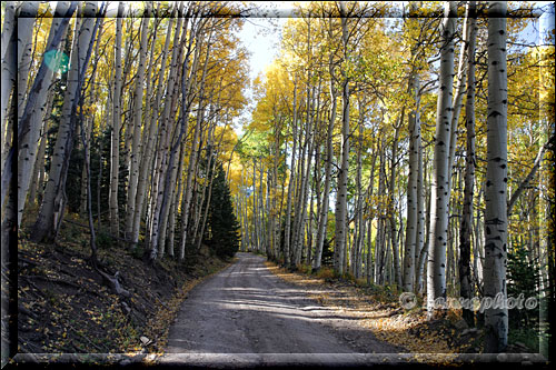 Last Dollar Road zeigt sich im Indian Summer Wald mit gelben Aspen