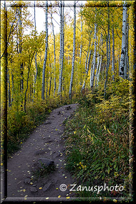 Maroon Bells Lake, auf einem Trail sind wir im Aspenwald unterwegs