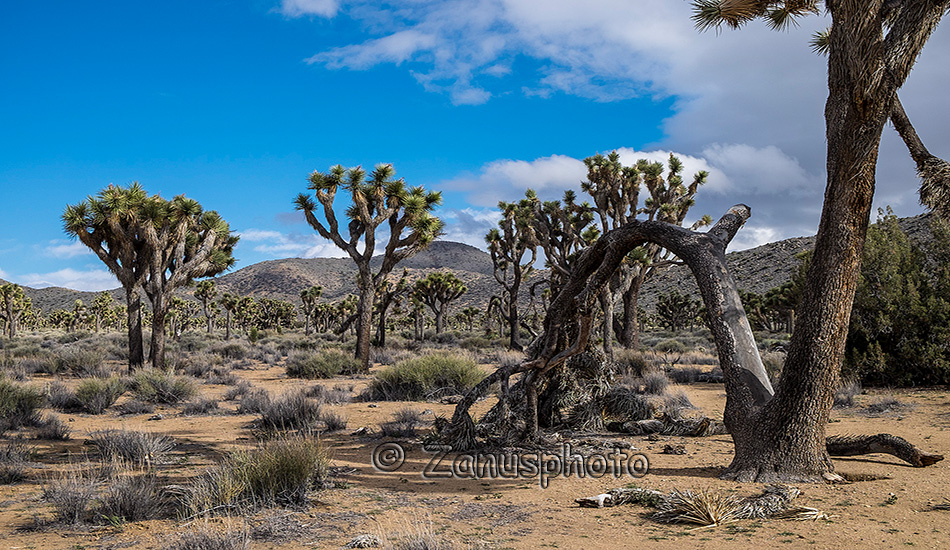 Ansicht auf neben der Strasse stehende Joshua Tree Bäume im gleichnahmigen Park