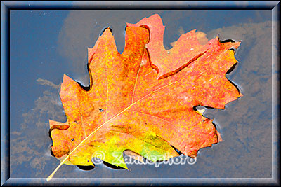 Herbstlich gefärbtes Blatt in einem Creek