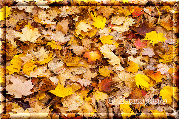 Buntes Laub des Indian Summer liegt vor uns