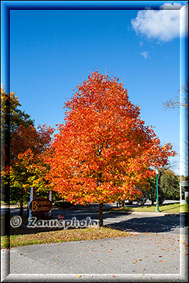 New England - Maine, rotgelber Baum in der Town of Ellsworth