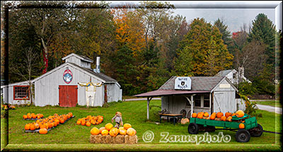 New England - Vermont, Farmer bieten Pumpkins vor ihren Häusern zum Verkauf an