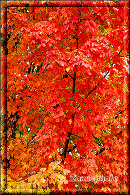 New England - Vermont, feuerrotes Laub ist an einem Baum zu sehen