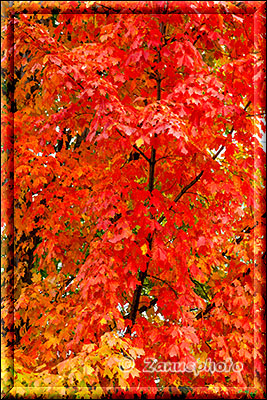 Feuerrotes Laub an einem Baum