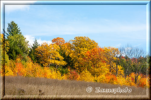 New England - Vermont, herbstlich leuchtender Waldrand an einer Wiese