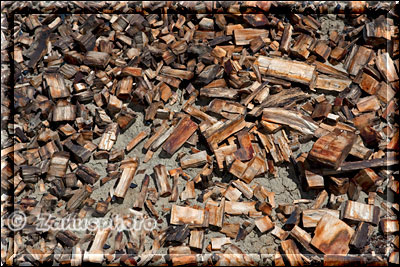 Zahlreiche versteinerte Holzstücke liegen auf dem Boden
