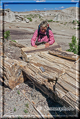 Frau begutachtet einen versteinerten Holzstamm
