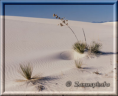 Verschiedene Pflanzen im weissen Sand