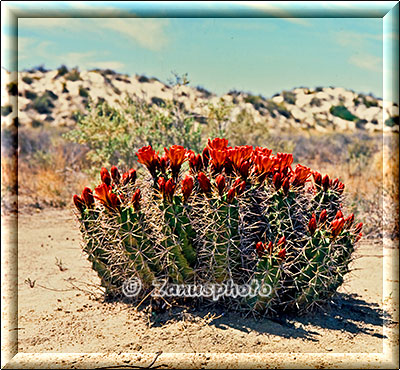 Blühender Strawberry Cactus