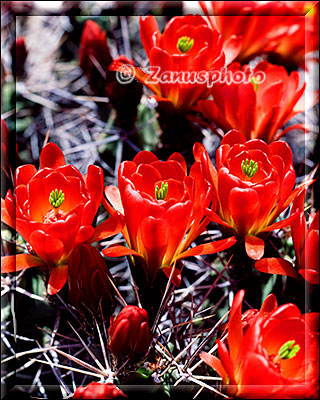 Rote Blüten des Strawberry Cactus aus der Nähe