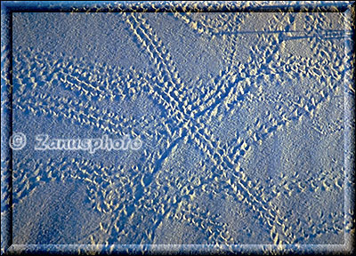 Spuren von in der Nacht unterwegs gewesenen Käfern im Sand