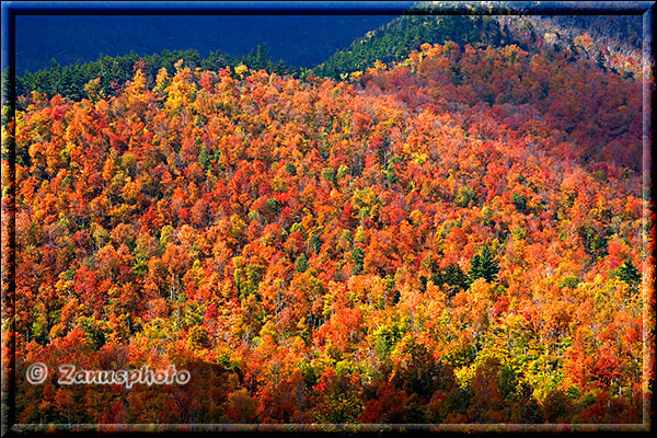 Wälder nahe der Whiteface Mt. Ski Area im Farbenkleid des Indian Summer