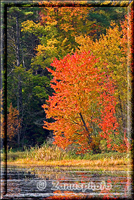 Auch am Loon Lake sehen wir den Indian Summer